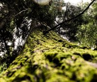 Cedar LNG Environmental Assessment Process Begins