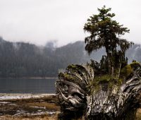 Milestone Reached for Haisla-led Cedar LNG Project