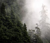 Help Shape Cedar LNG