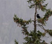 Haisla Nation Partners with Pembina Pipeline Corporation in Proposed Cedar LNG Project